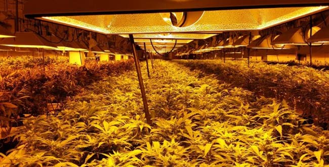 REDSCAN Detectors Deployed at the World's Largest Medical Marijuana Farm Logo